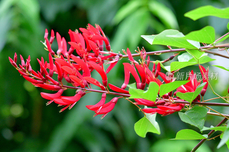 珊瑚树花/ Erythrina x Bidwillii